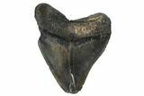 Bargain, Fossil Megalodon Tooth - South Carolina #180877-2